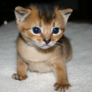 kitten